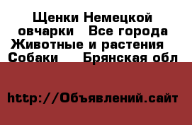 Щенки Немецкой овчарки - Все города Животные и растения » Собаки   . Брянская обл.